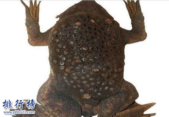世界上最令人恶心的动物琵琶蟾蜍背部长满小孔图片