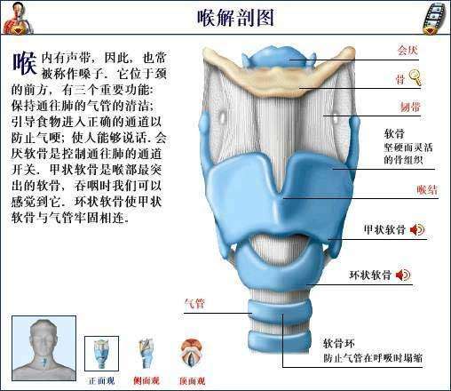 从咽喉的解剖图看来,喉结是一块胸锁关节,这方面骨骼在男性青春期的