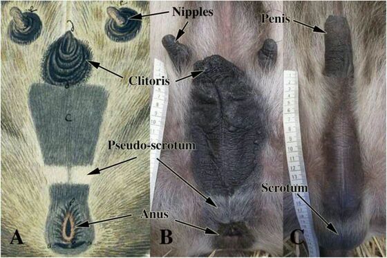鬣狗独特的生理构造图图片