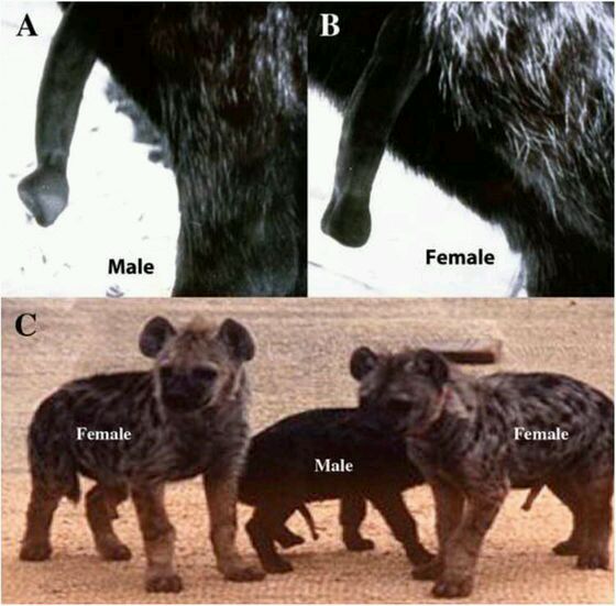 鬣狗独特的生理构造图片